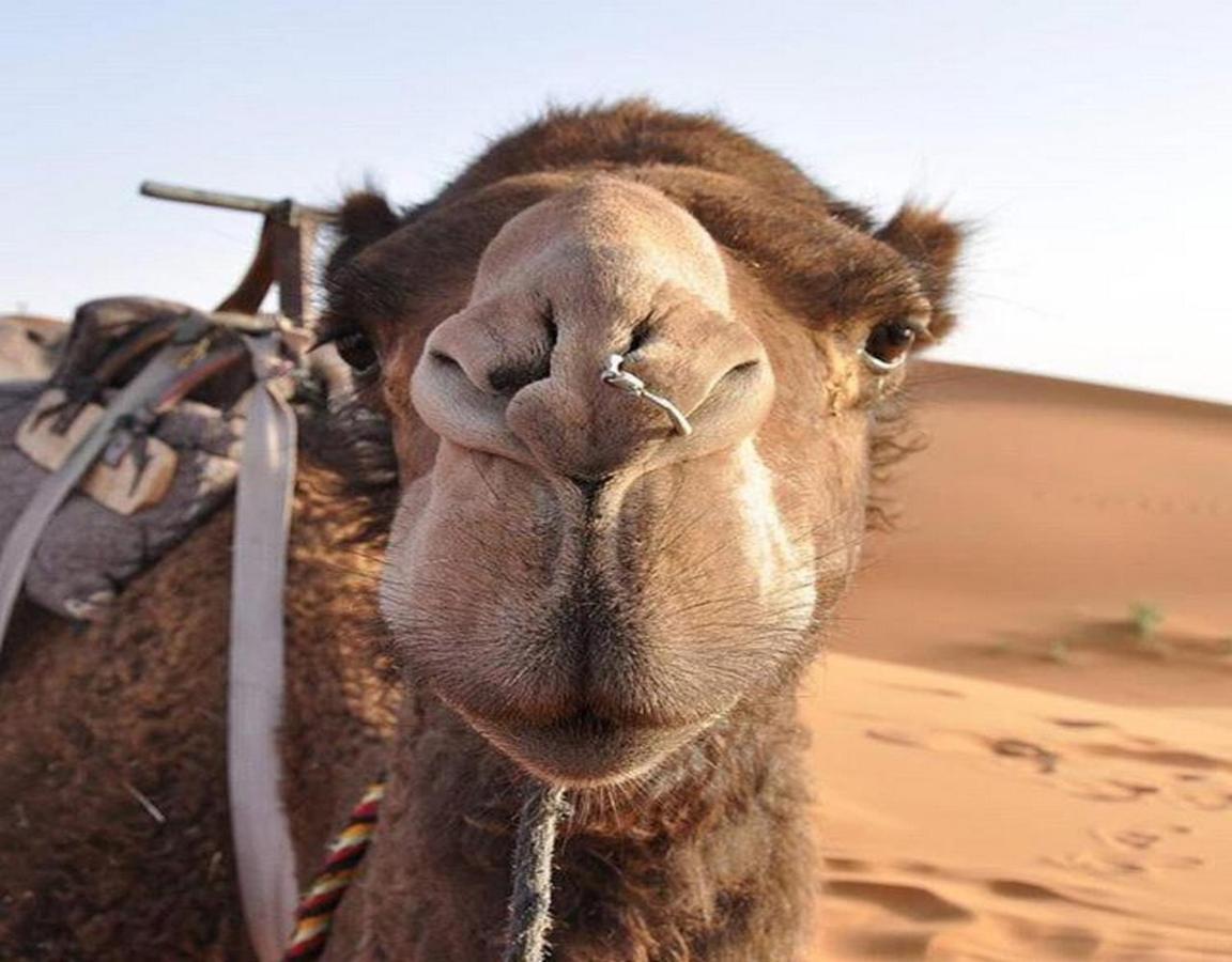 Camp Sahara Majestic Bed & Breakfast M'Hamid Exterior foto