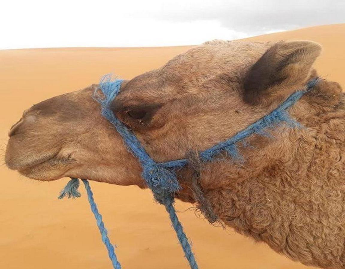 Camp Sahara Majestic Bed & Breakfast M'Hamid Exterior foto